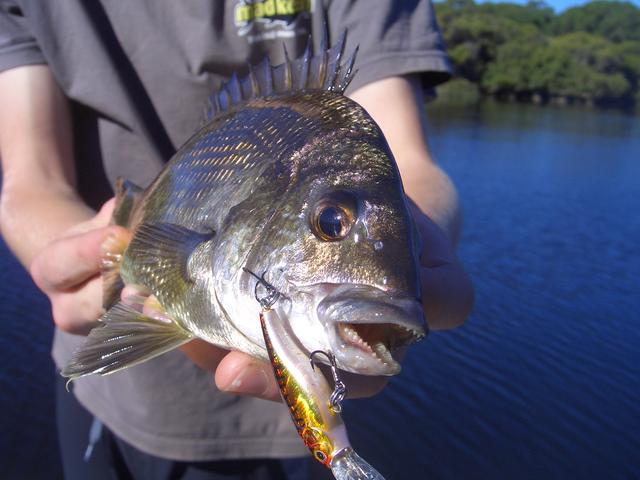 Check out the teeth on it Check out the teeth on it
